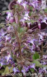 Trachystemon orientalis                 